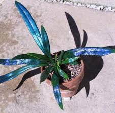 Ferns Blue Oil live fern from Mulliken Nursery