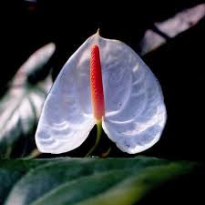 Anthurium White Heart live anthurium from Mulliken Nursery