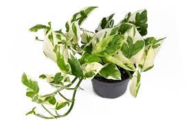 N'Joy Pothos (Epipremnum aureum) live pothos from Mulliken Nursery