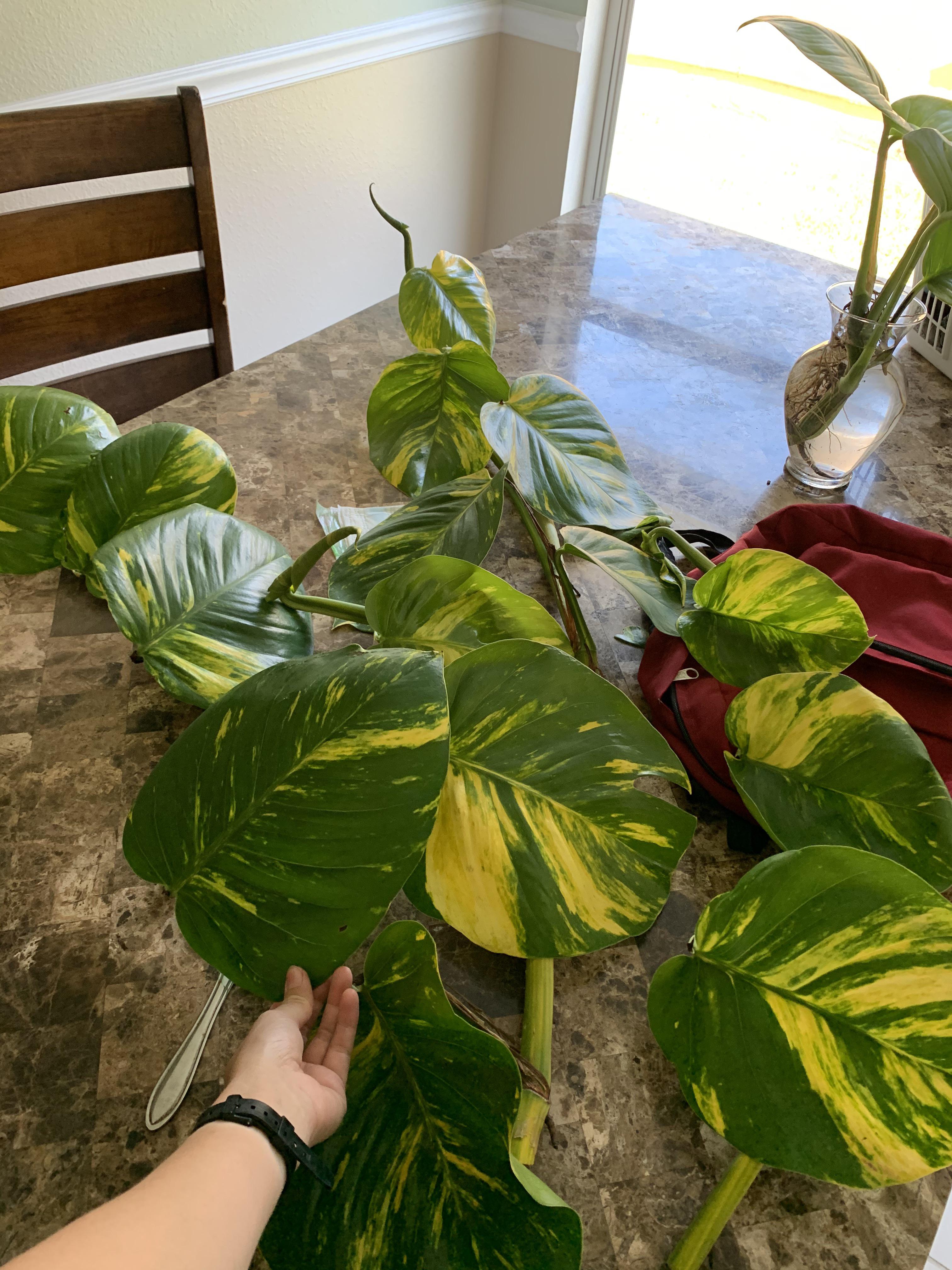 Pothos Giant Hawaiian (4")