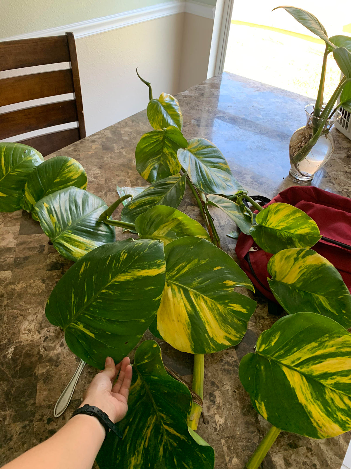 Giant Hawaiian Pothos live pothos from Mulliken Nursery