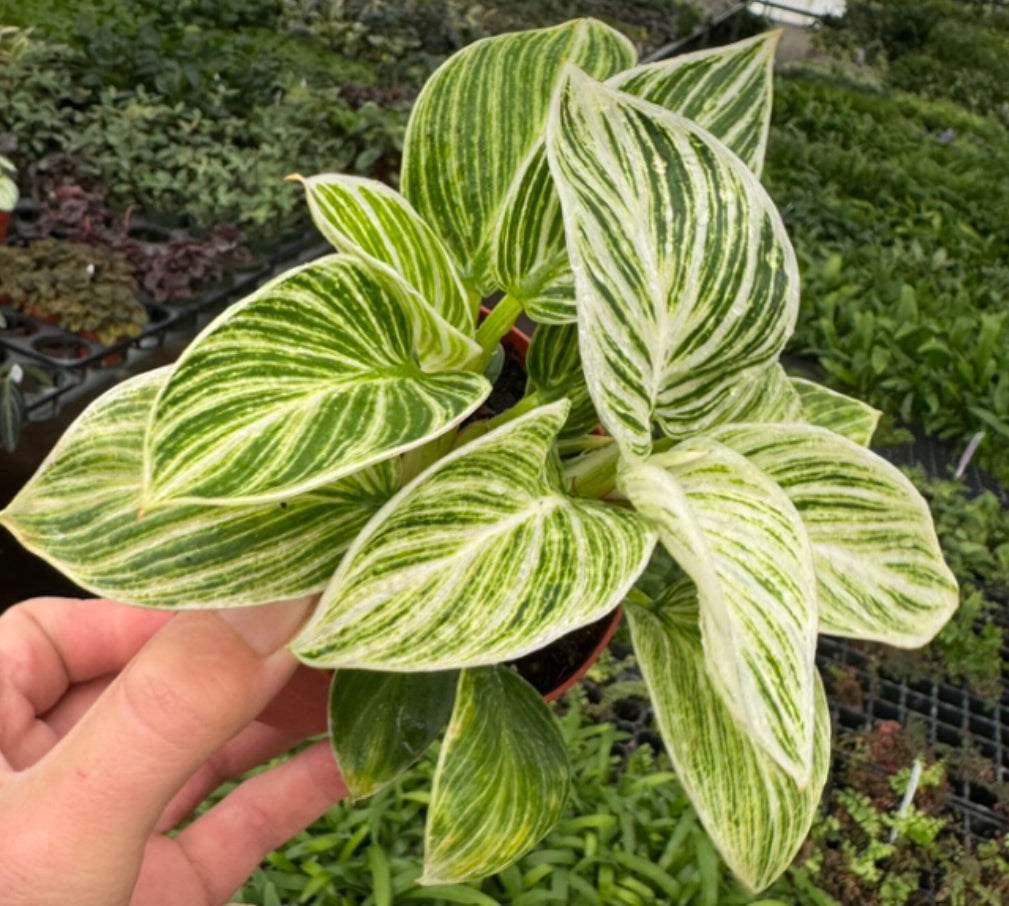 Philodendron 'Birkin Galaxy' live philodendron from Mulliken Nursery