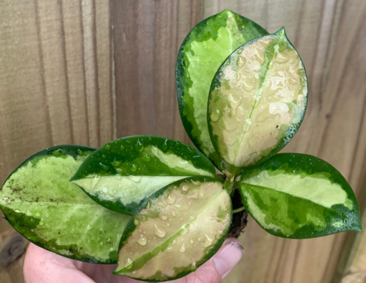Hoya Lisa live hoya from Mulliken Nursery