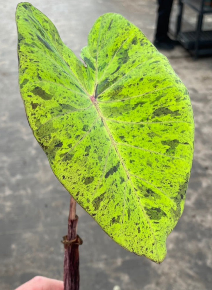 Colacasia Mojito (4”)