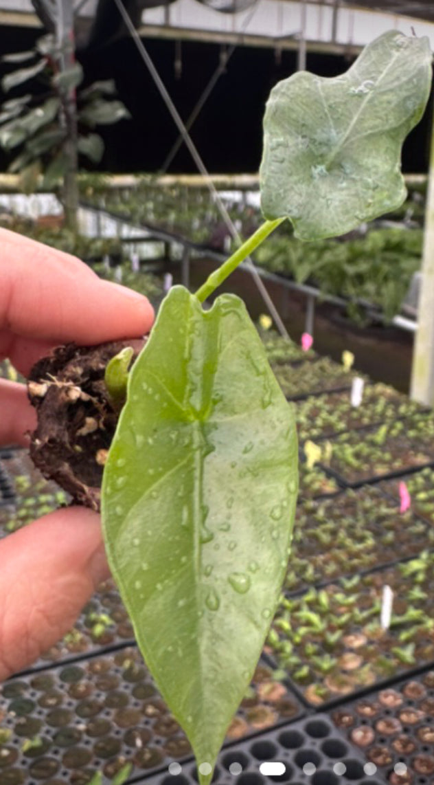 Alocasia simply “Quilted Dream X Lukiwan