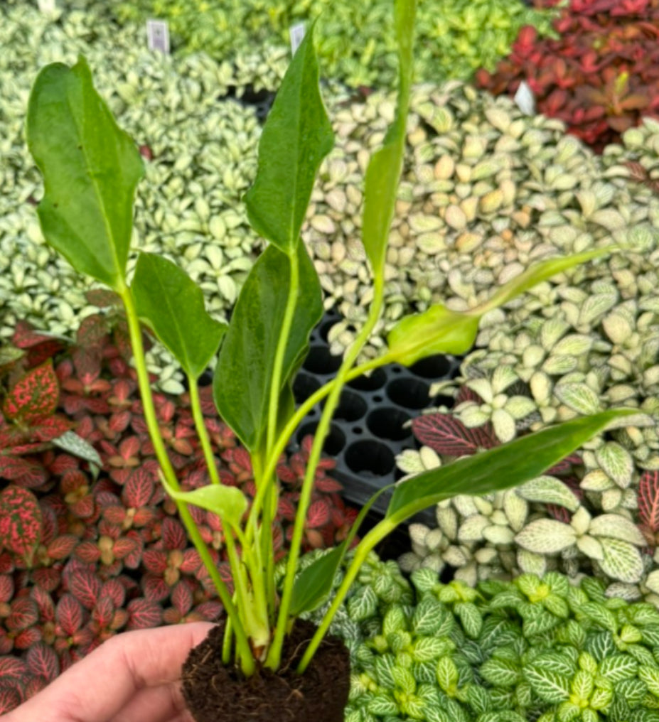 Anthurium Lilli live anthurium from Mulliken Nursery