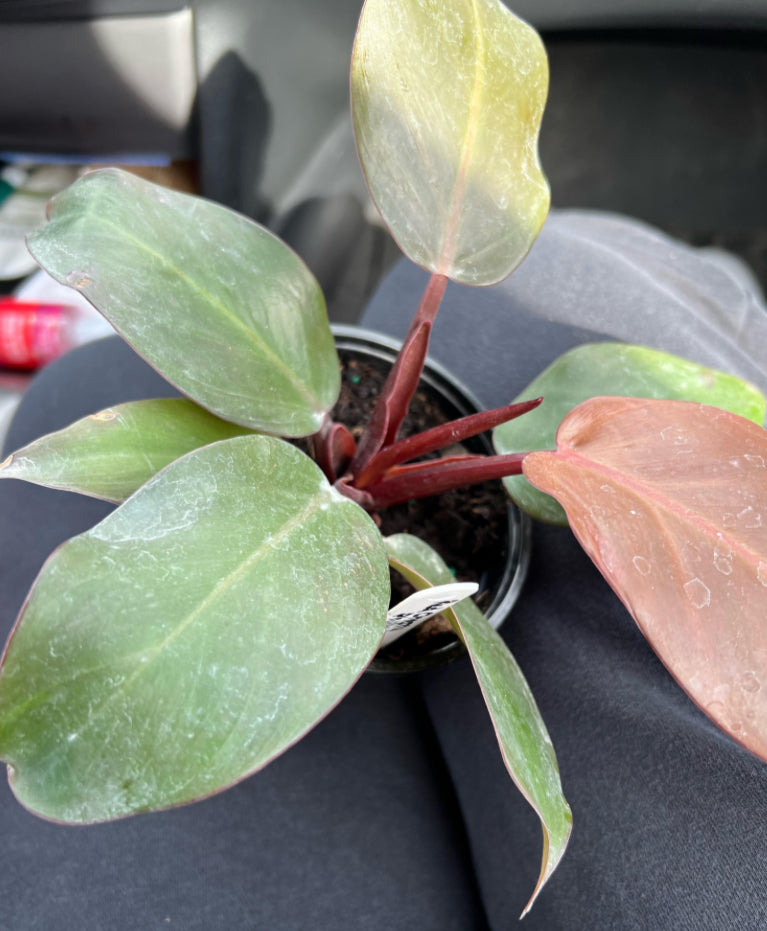 Philodendron Cherry Red live philodendron from Mulliken Nursery