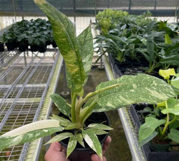 Philodendron Ring Of Fire (ROF) live philodendron from Mulliken Nursery