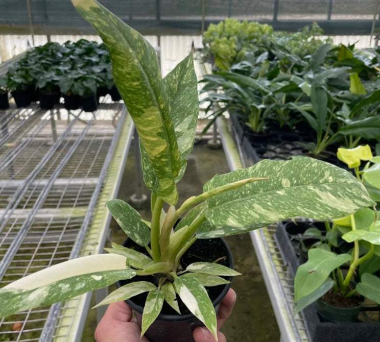 Philodendron Ring Of Fire (ROF) live philodendron from Mulliken Nursery