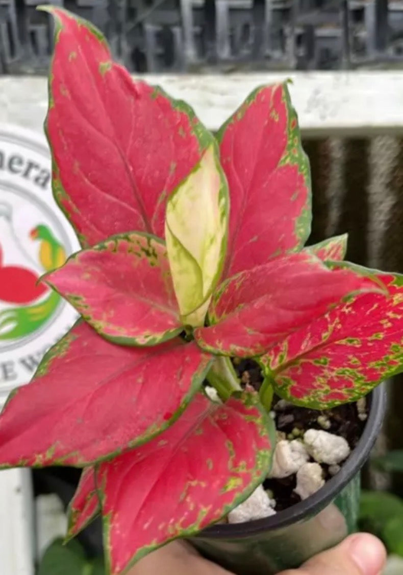 Aglaonema Fugui Red live aglaonema from Mulliken Nursery