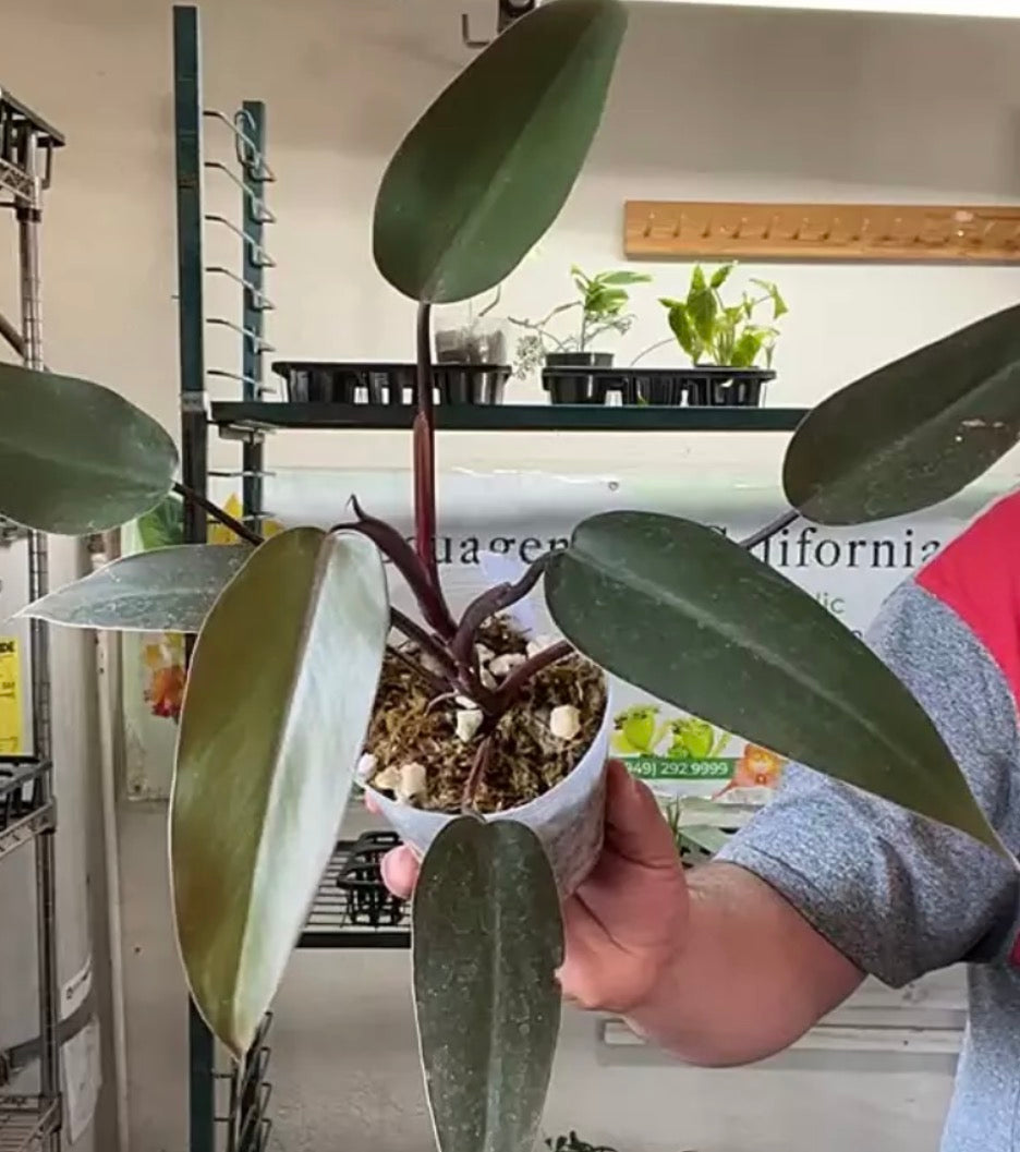 Philodendron erubescens 'Chocolate' live philodendron from Mulliken Nursery