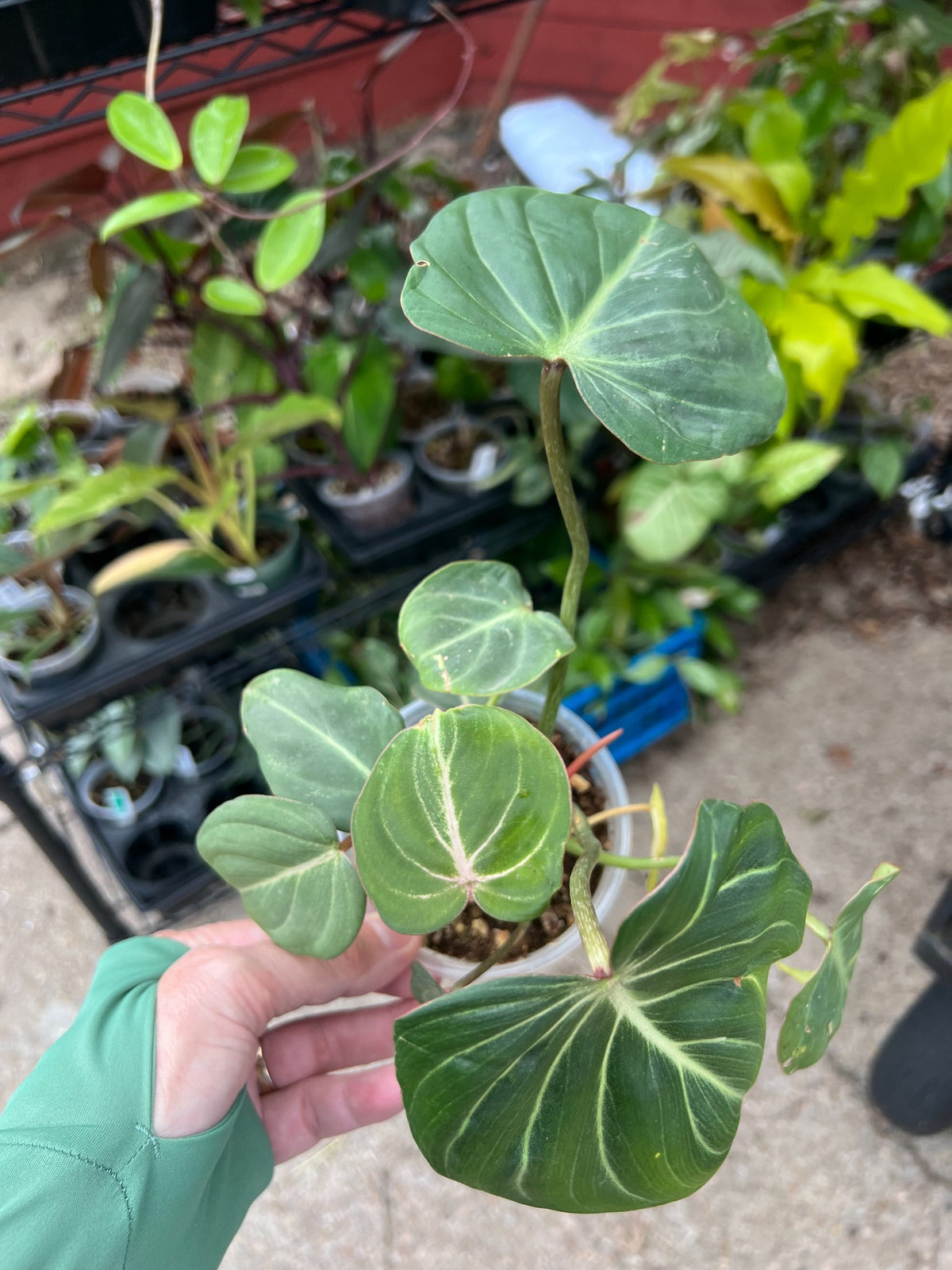 Philodendron Gloriosum at Mulliken Nursery, showing foliage and plant condition