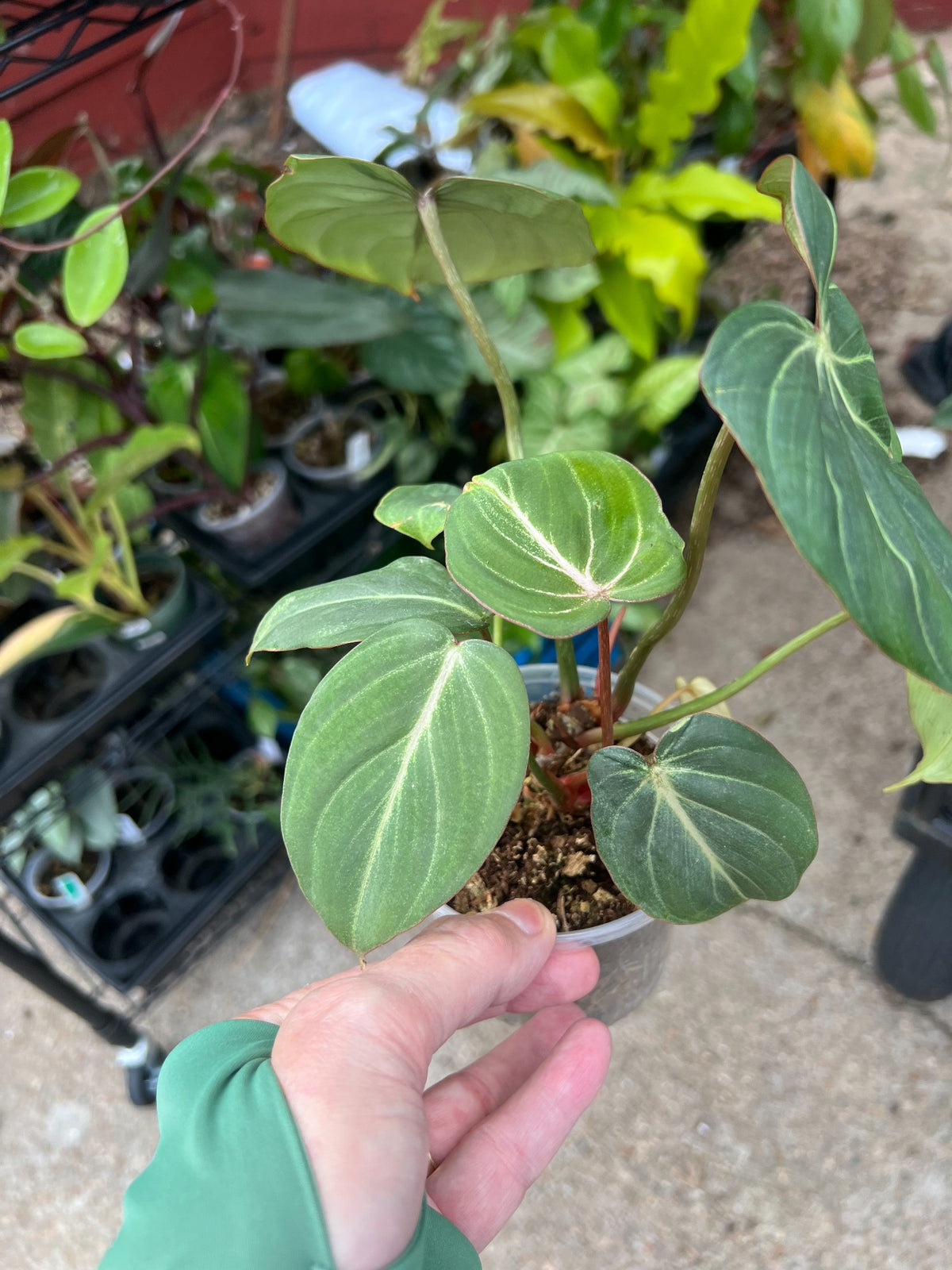 Philodendron Gloriosum at Mulliken Nursery, showing foliage and plant condition