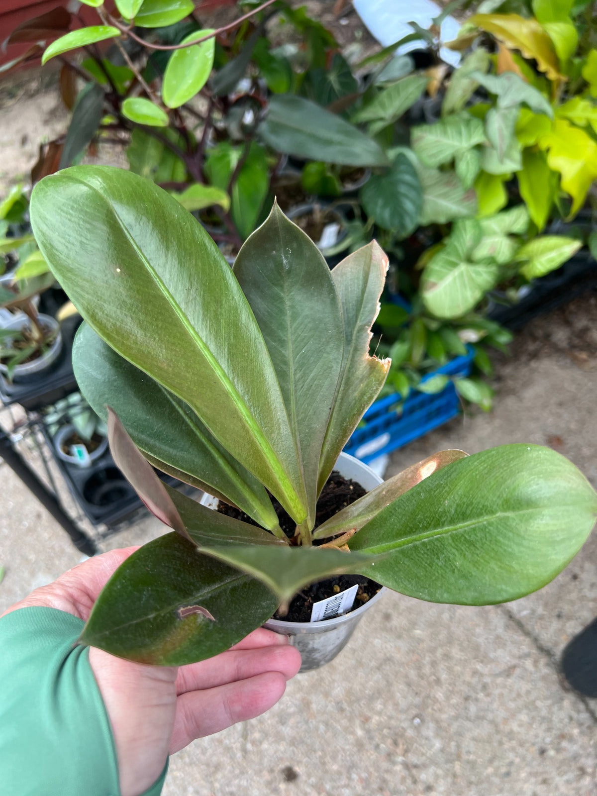Philodendron Linnae Kunth at Mulliken Nursery
