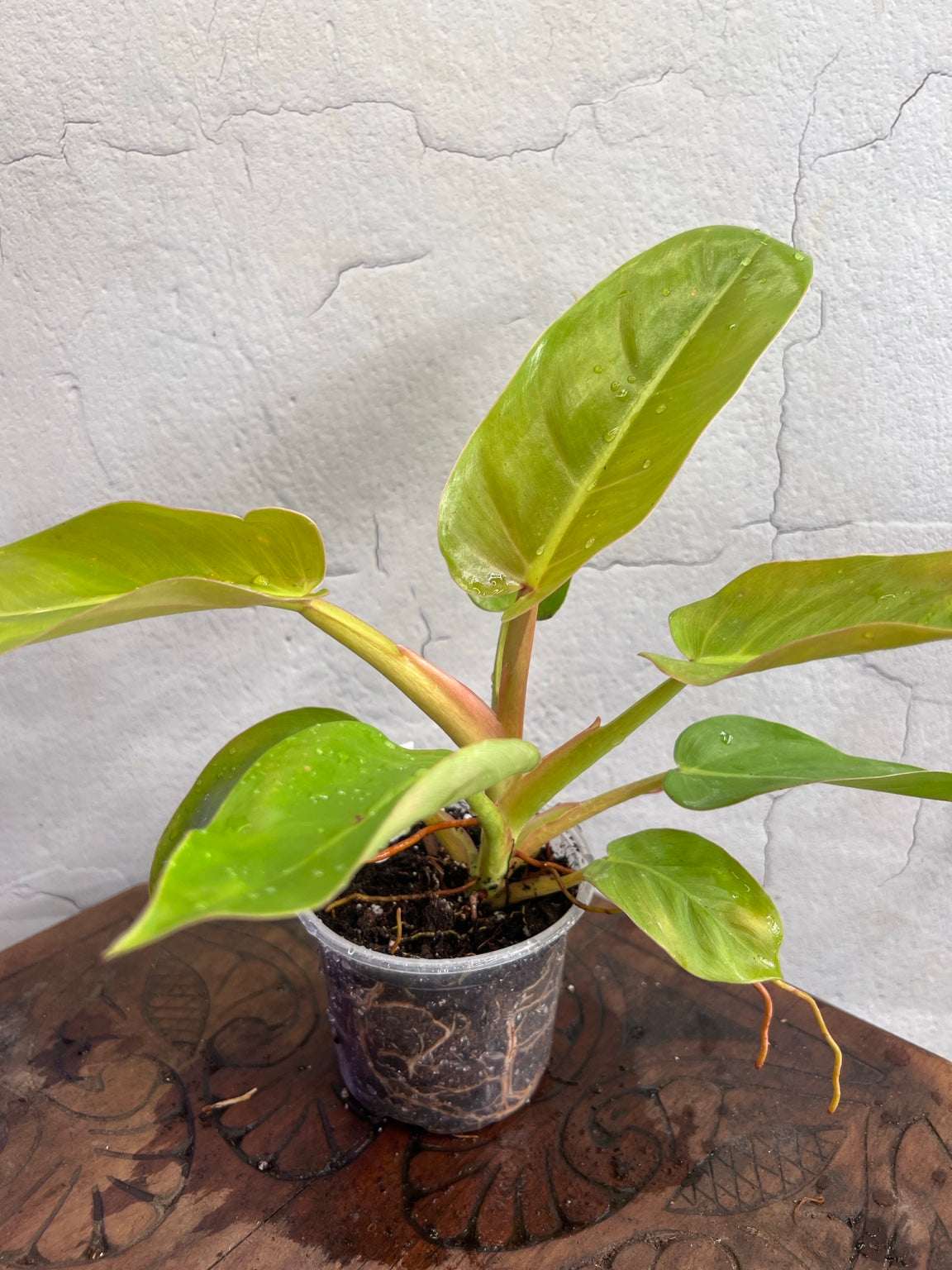 Philodendron Melinonii Ghost in a 4-inch pot
