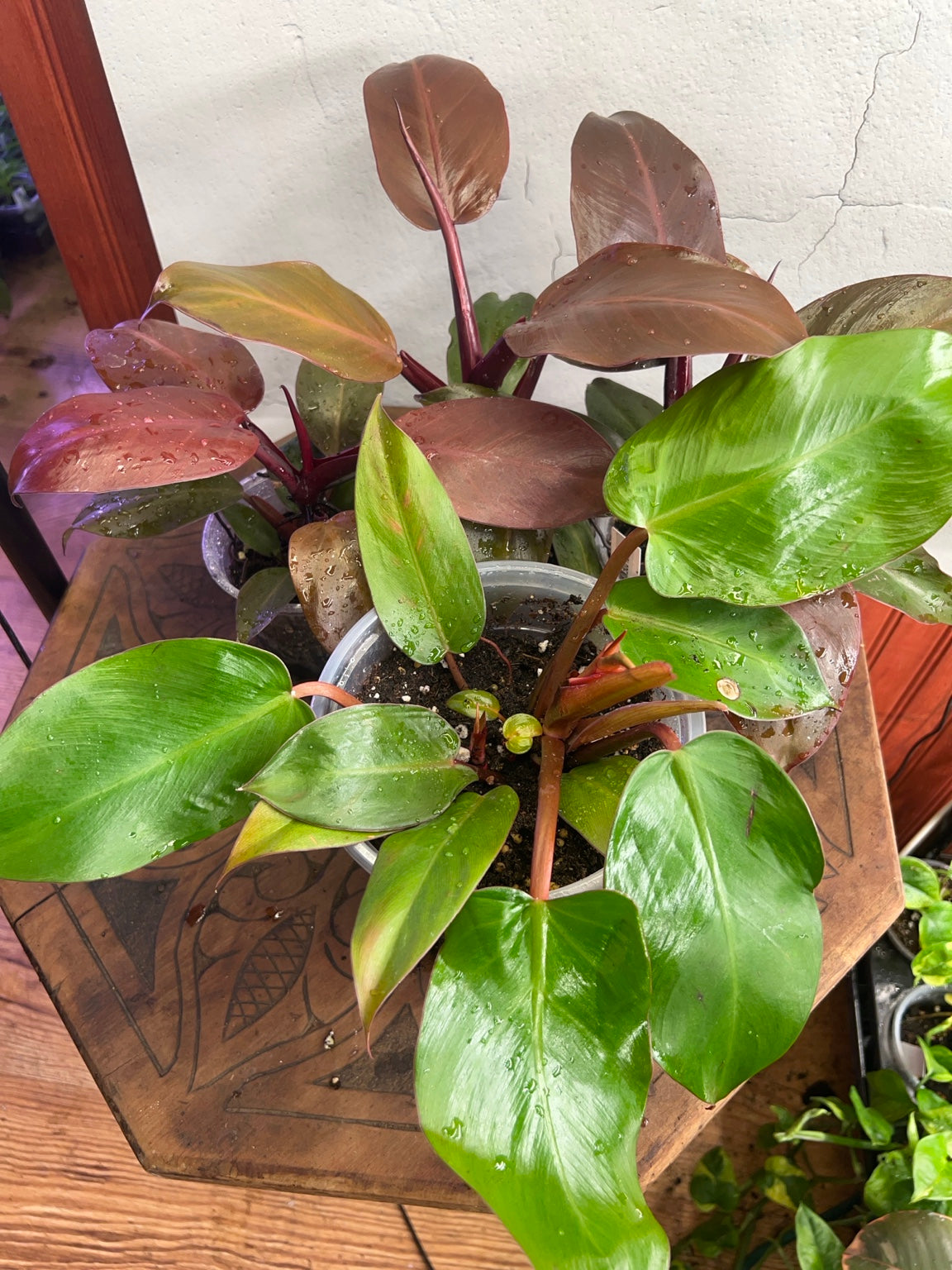 Philodendron McColley’s Finale current nursery plants