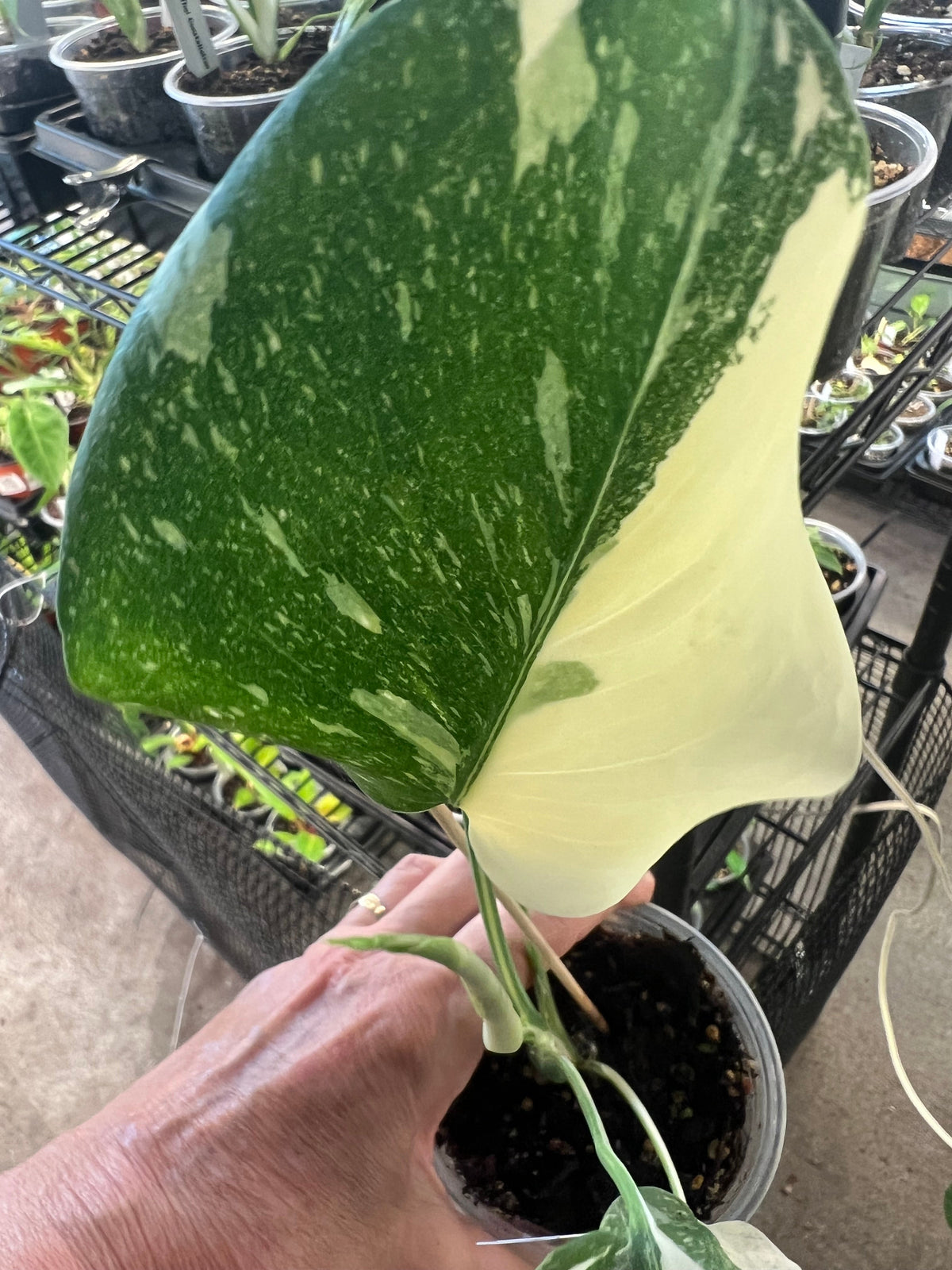 Monstera Thai Constellation live plant foliage and detail view 4