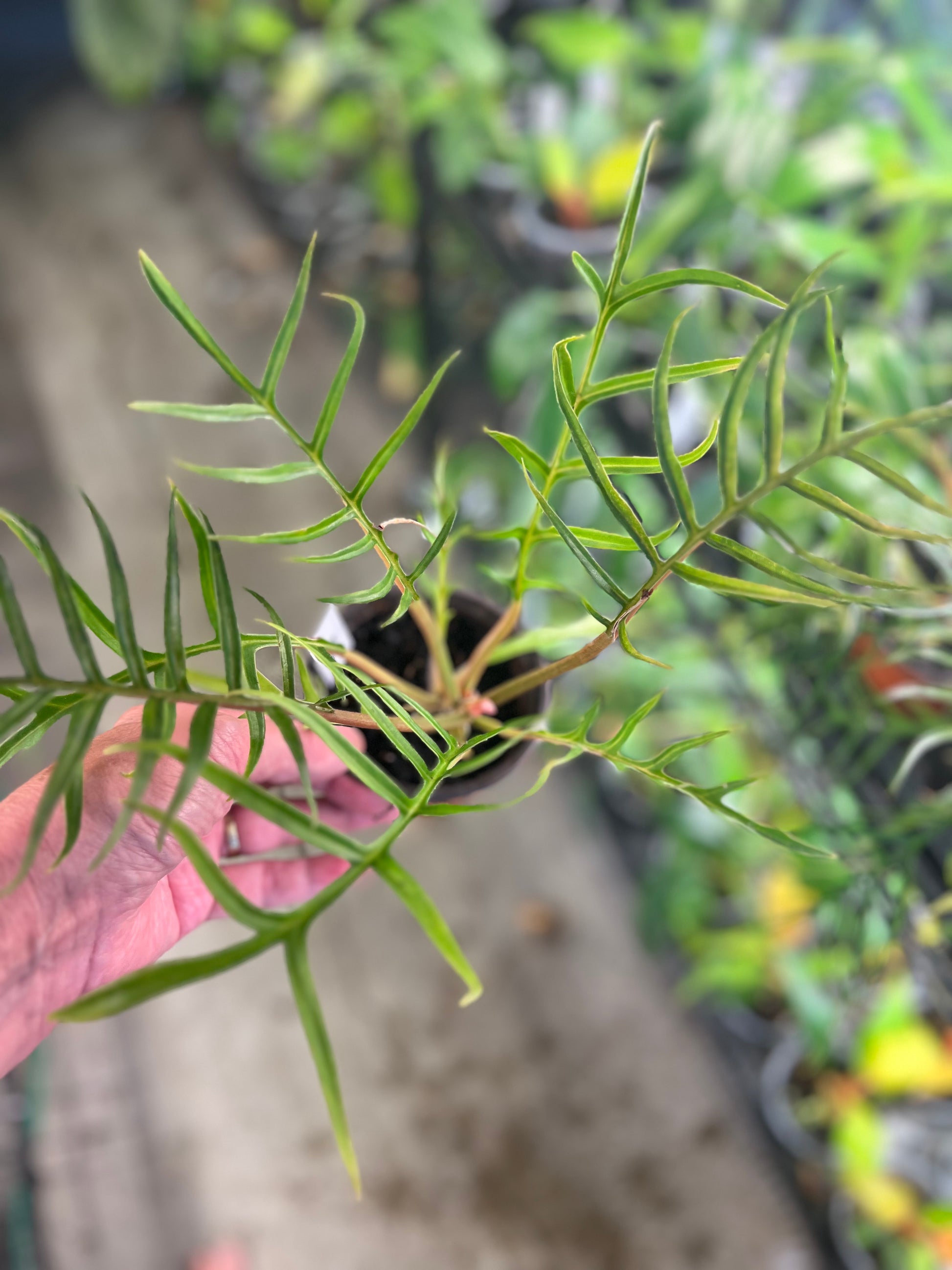 Philodendron Tortum - 4in