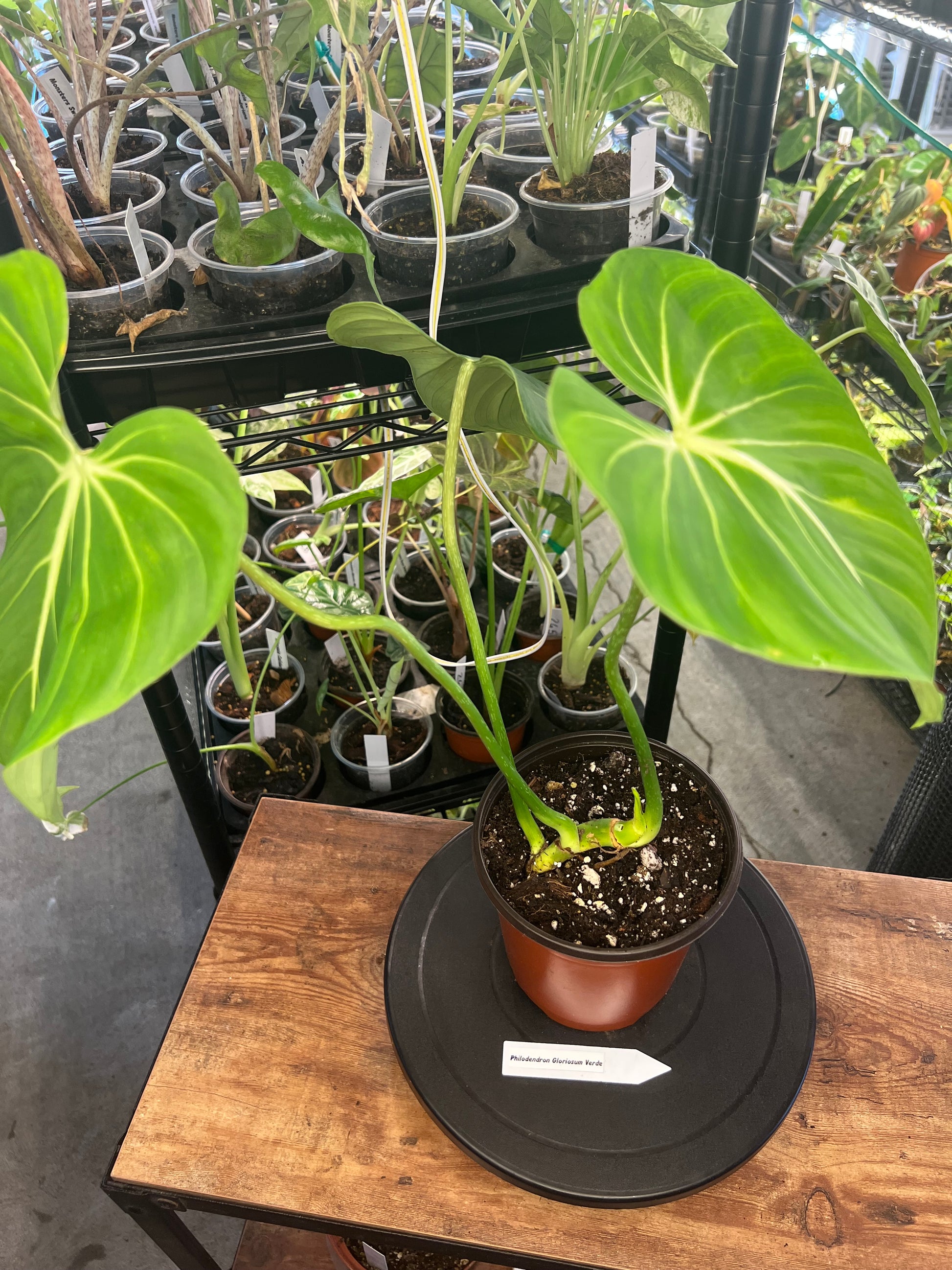 Philodendron Gloriosum Verde (8")
