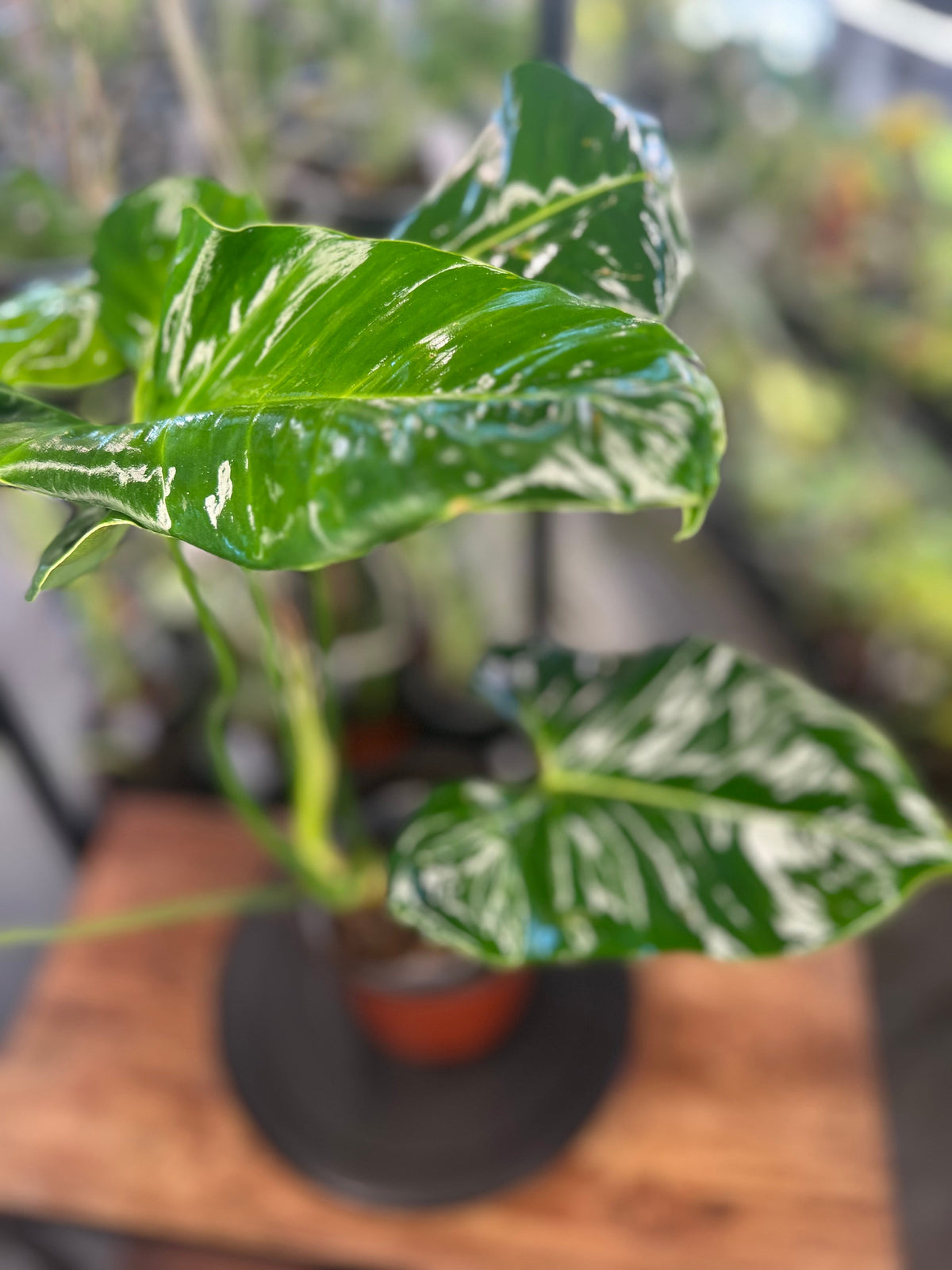 Philodendron Pinnatilobum aff x Philodendron Jose Buono live plant foliage and detail view 7