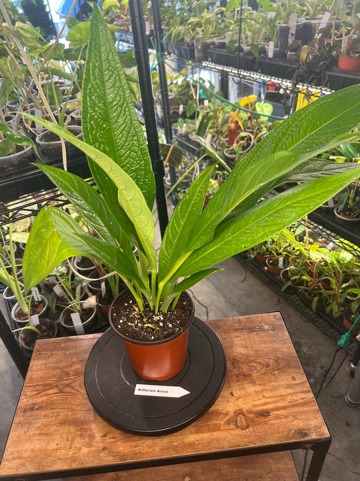 Anthurium acaule live anthurium from Mulliken Nursery