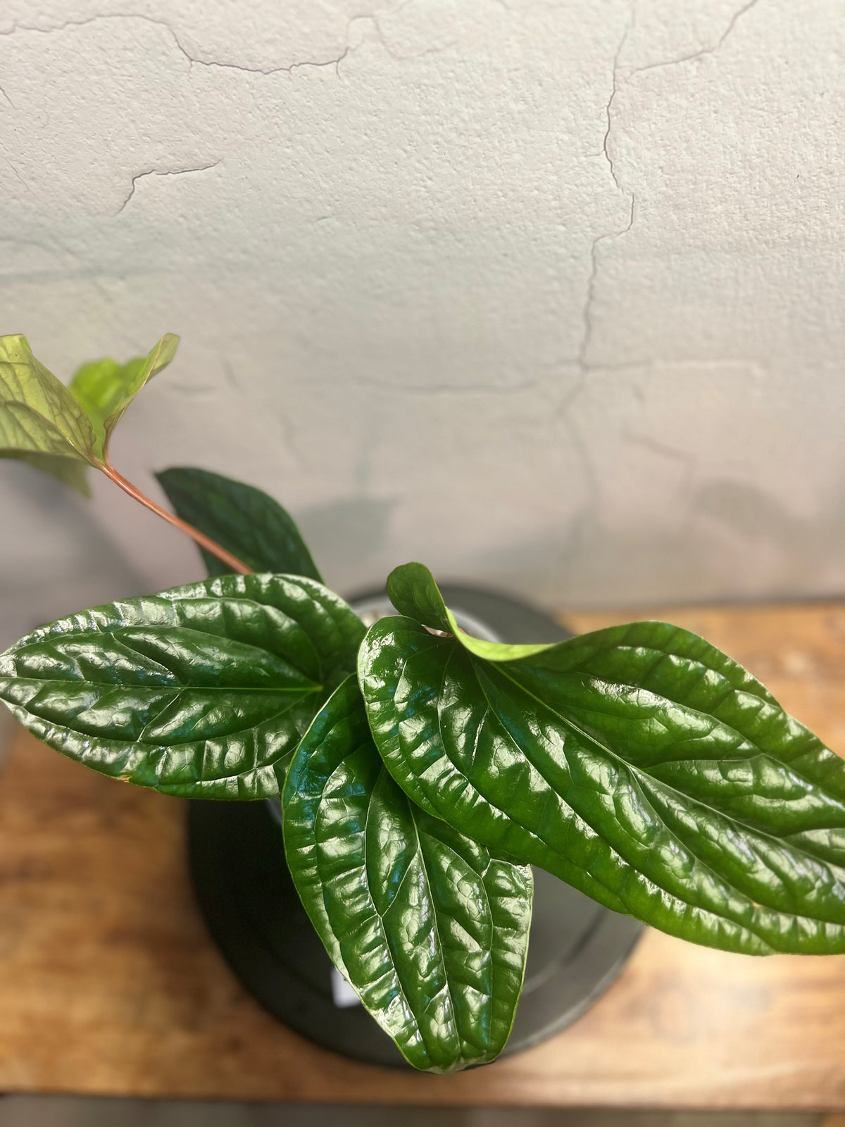 Anthurium radicans × luxurians live anthurium from Mulliken Nursery