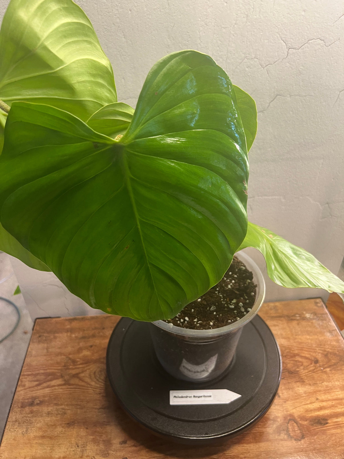 Philodendron Nangaritense live philodendron from Mulliken Nursery