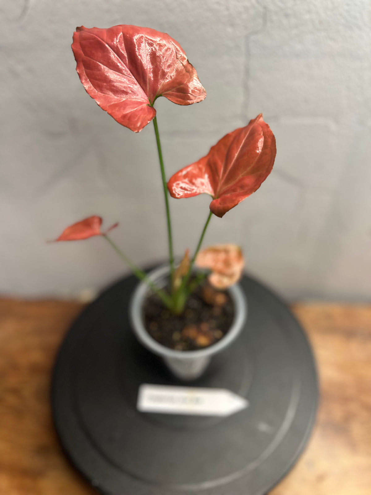 Syngonium Orm Nak live syngonium from Mulliken Nursery