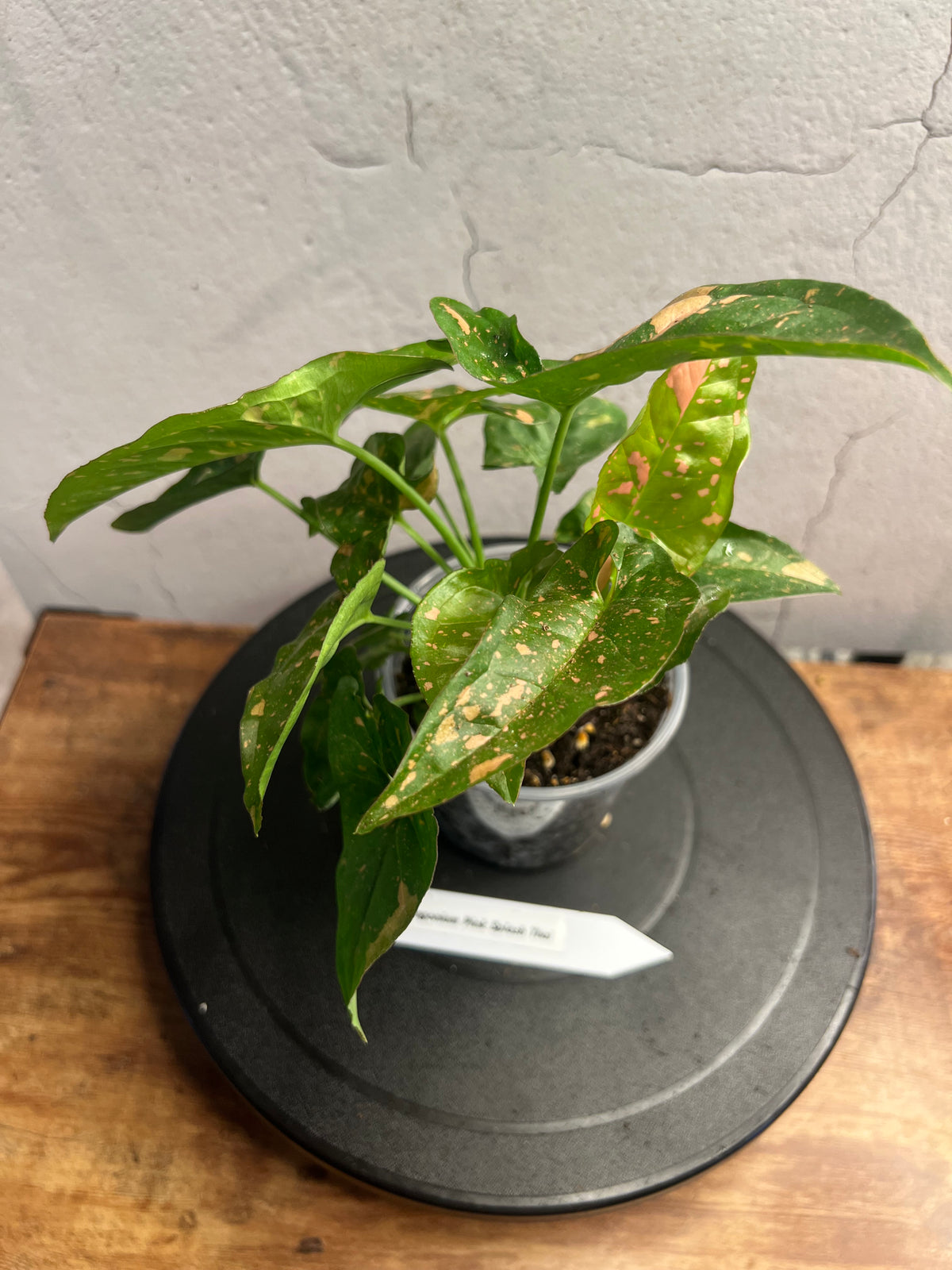 Syngonium Pink Splash Thai live syngonium from Mulliken Nursery