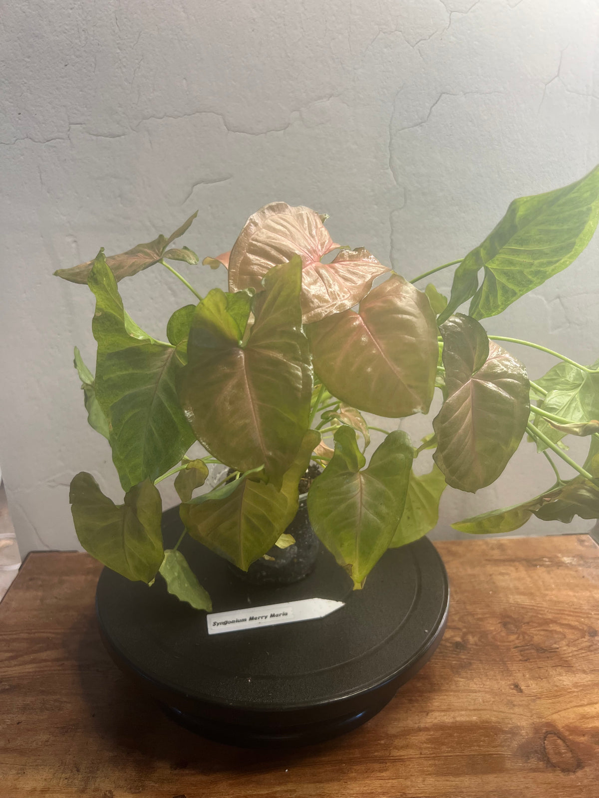 Syngonium Merry Maria live syngonium from Mulliken Nursery