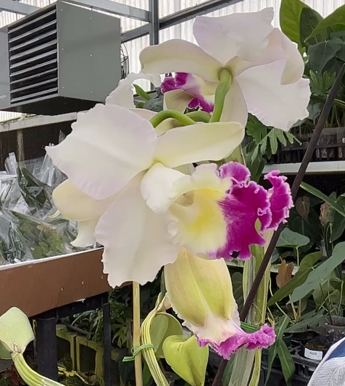 Cattleya hibrida live orchid from Mulliken Nursery