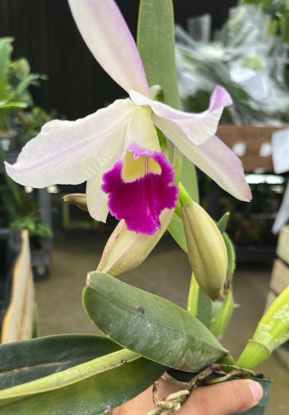 Cattleya eximia live orchid from Mulliken Nursery
