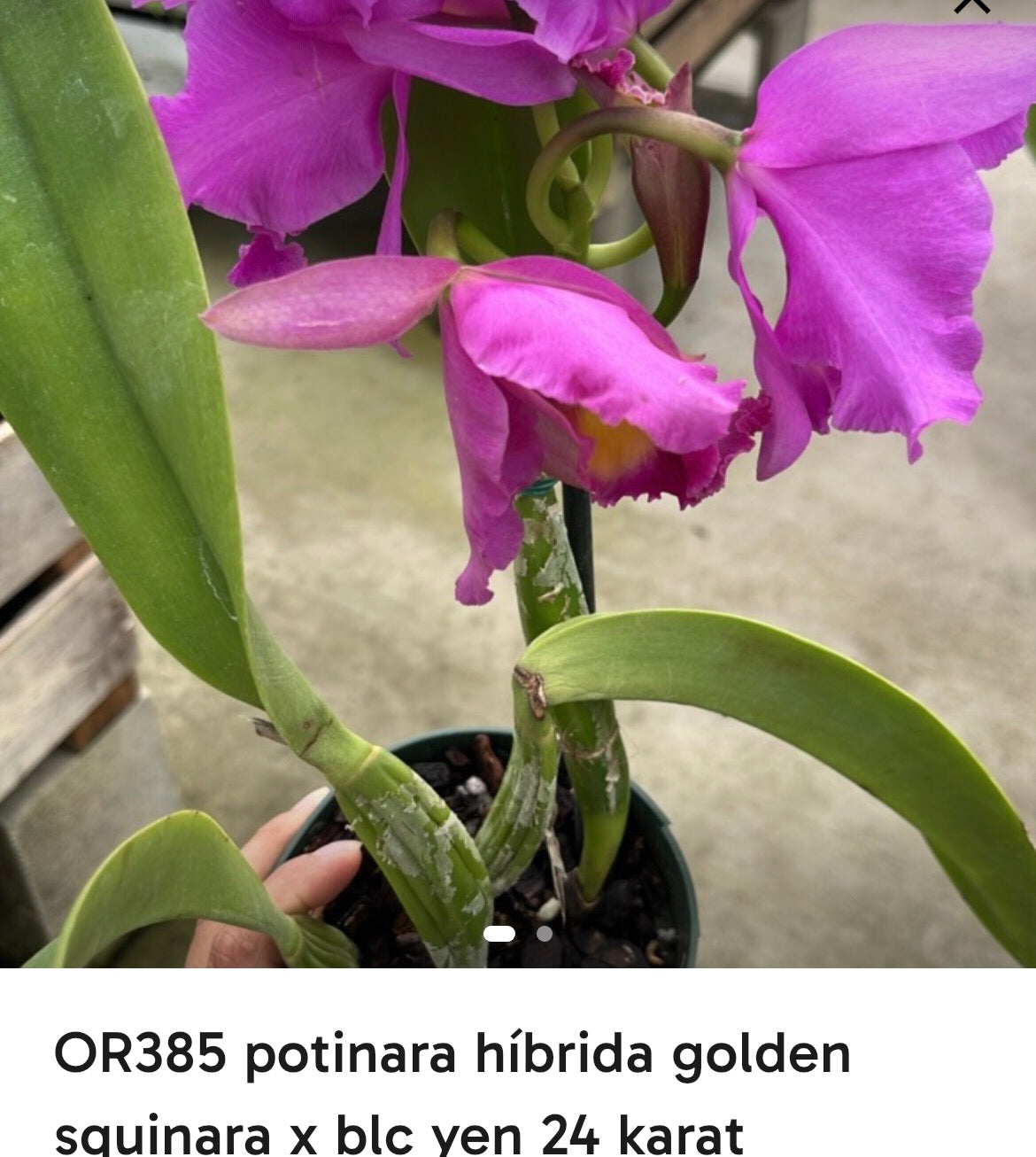 potinara hibrida golden squinara x blc yen 24 karat live orchid from Mulliken Nursery