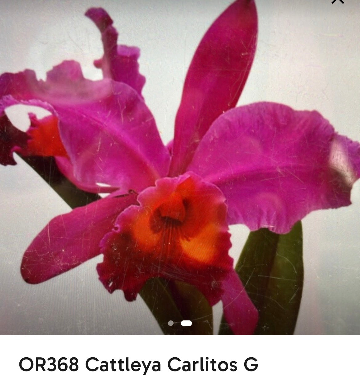 Cattleya Carlitos G live orchid from Mulliken Nursery