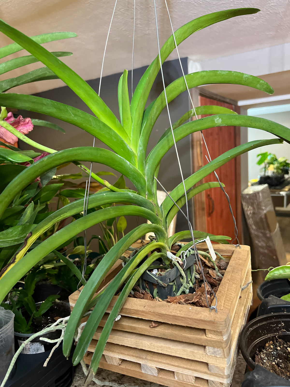Vanda ranu Delight live plant foliage and detail view 3