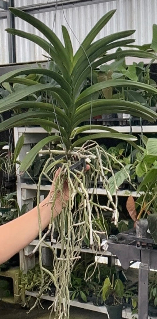 Vanda Fantastic Fanfare live orchid from Mulliken Nursery