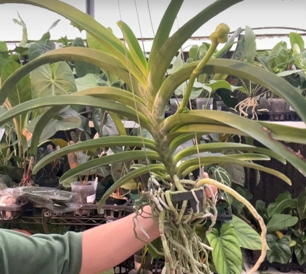 Vanda NOID live orchid from Mulliken Nursery
