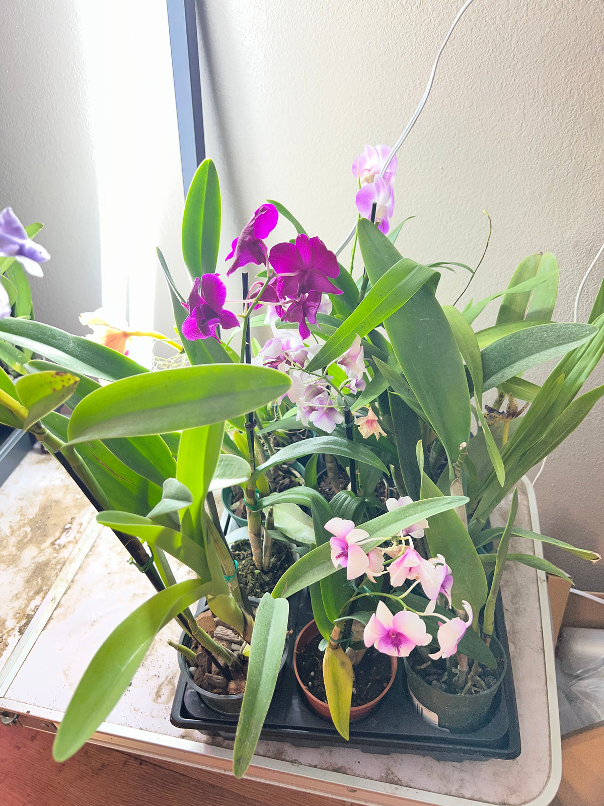 Dendrobium hybrid live plant foliage and detail view 3