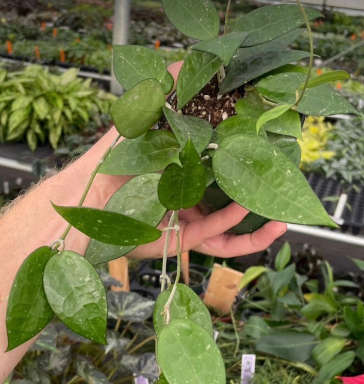 Hoya Black Margin live hoya from Mulliken Nursery