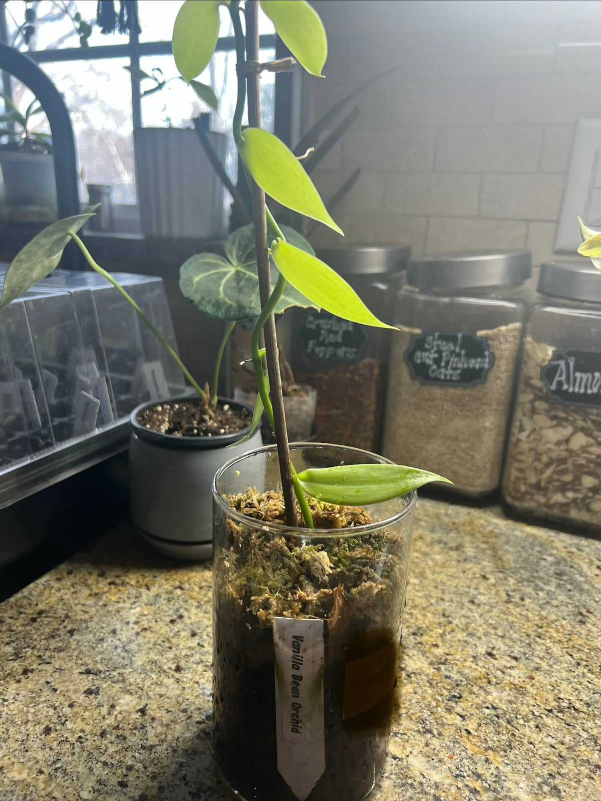 Vanilla Bean live vanilla orchid from Mulliken Nursery