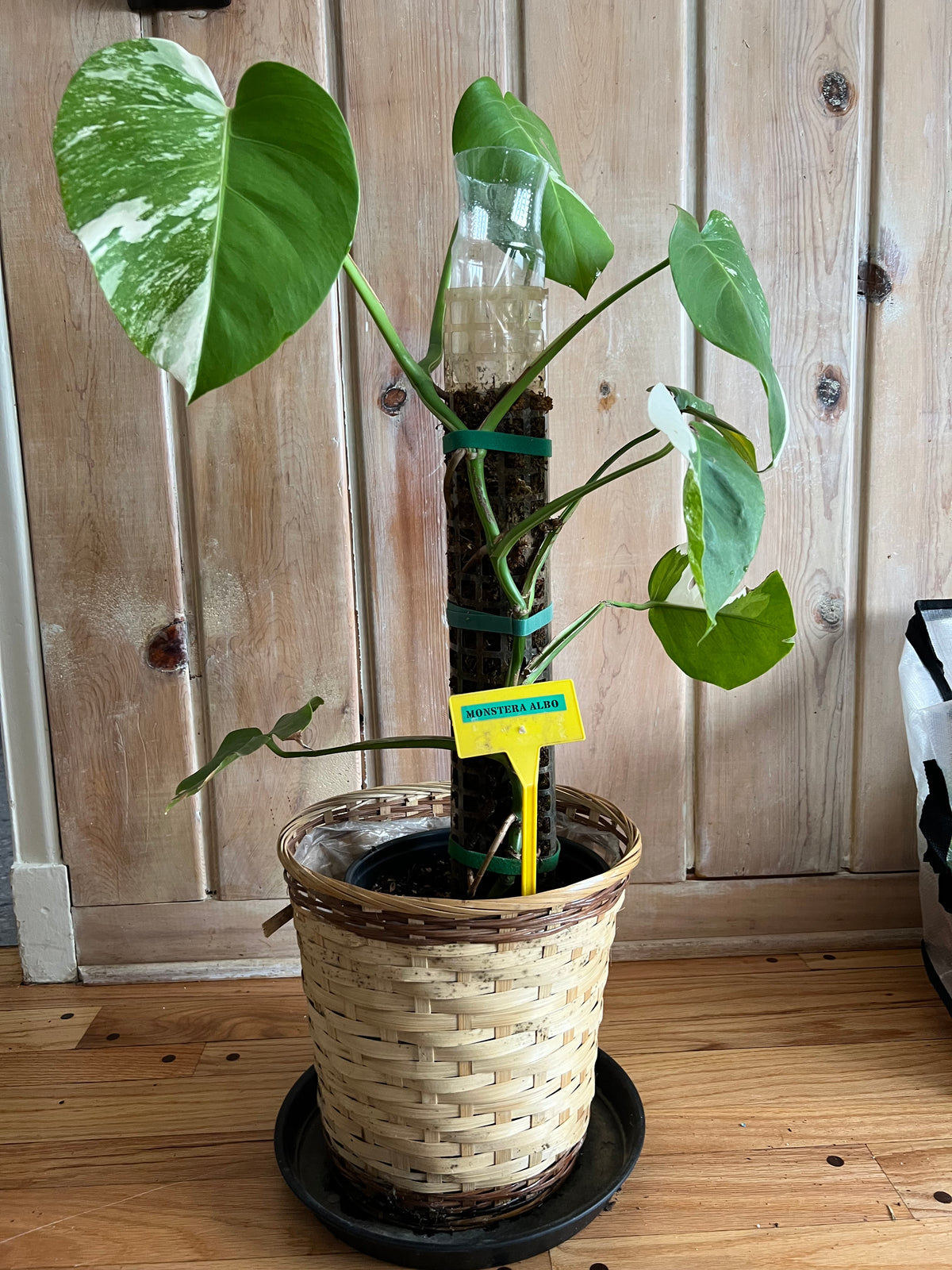 Monstera Albo live monstera from Mulliken Nursery