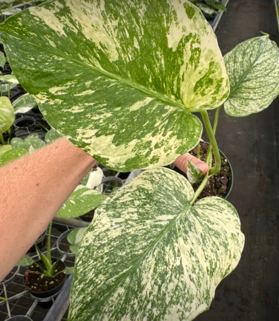 Monstera Mint live monstera from Mulliken Nursery