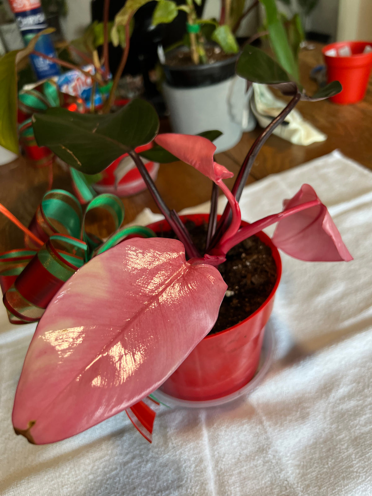Philodendron 'Pink Princess' — High Variegation live plant foliage and detail view 3
