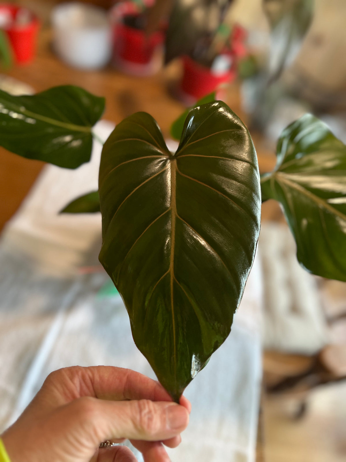 Philodendron McDowell live plant foliage and detail view 2