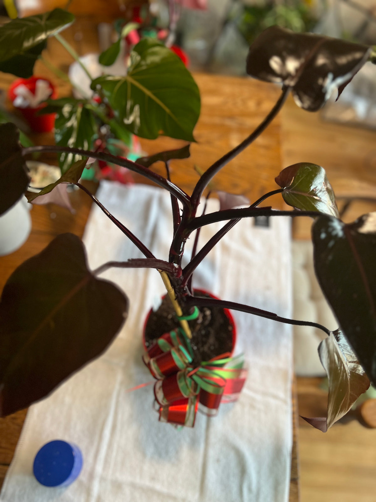 Philodendron 'Pink Princess' — Low Variegation live plant foliage and detail view 4