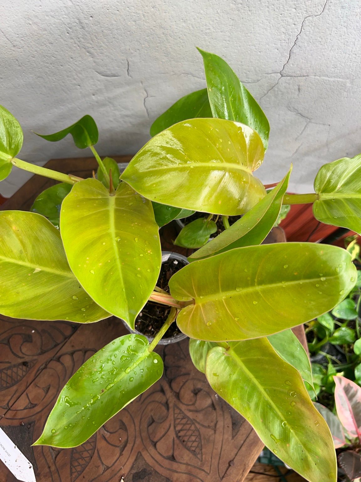 Philodendron Melinonii Ghost in a 4-inch pot