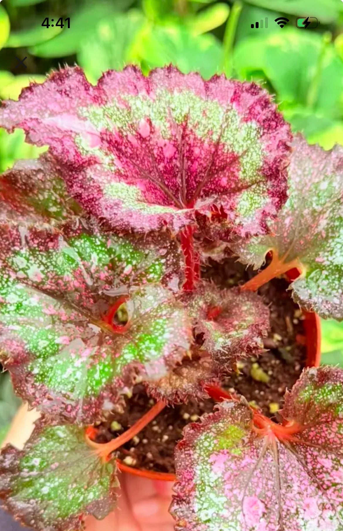 Begonia Harmony's Love Potion live begonia from Mulliken Nursery