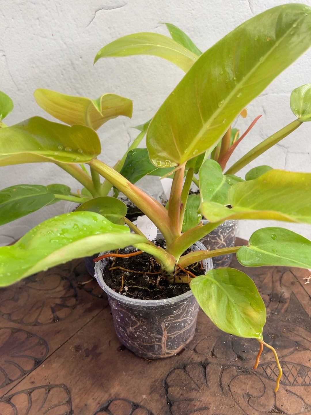 Philodendron Melinonii Ghost in a 4-inch pot