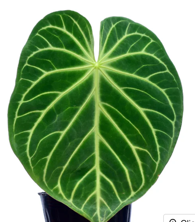 Anthurium Magnificum live anthurium from Mulliken Nursery