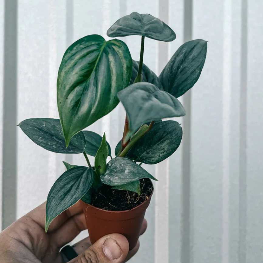 Philodendron Sodiroi Narrow live philodendron from Mulliken Nursery